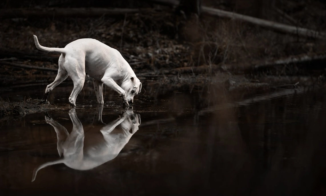 One dog with it's reflection in a puddle